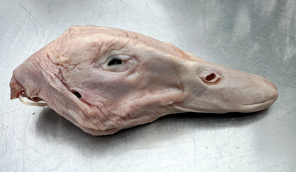 Frozen Duck Heads 500g