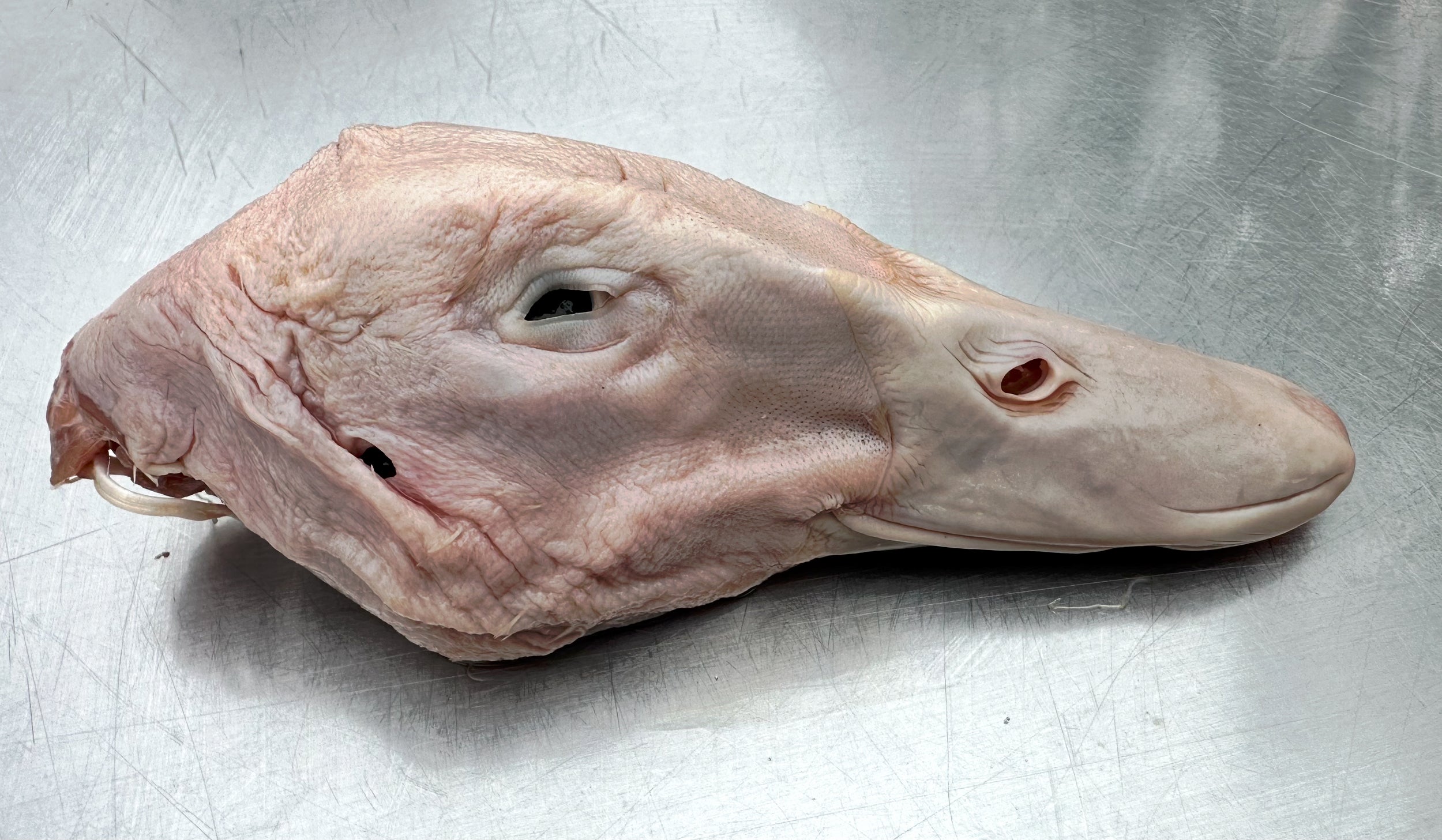 Frozen Duck Heads 500g