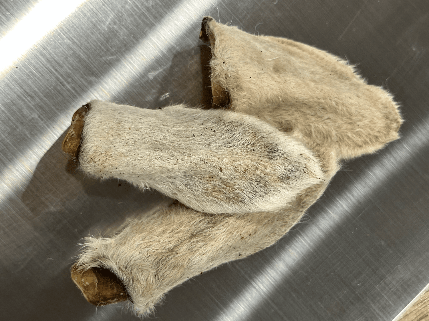 Lambs Ear - each