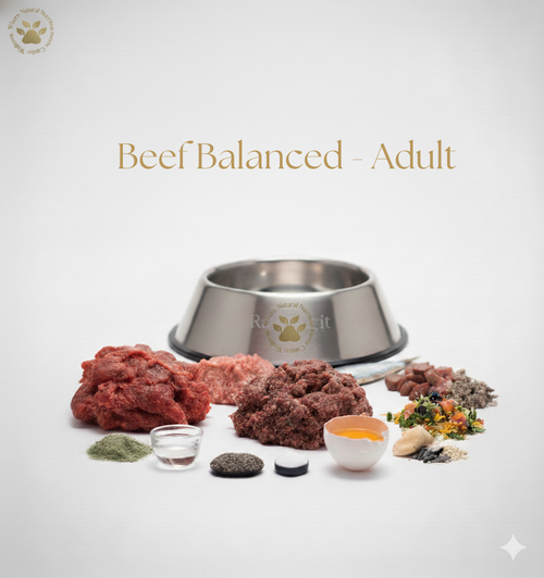 Beef Balanced - Adult